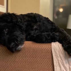 Matrix Portuguese Water Dog PWD