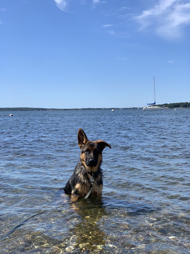 SELECT SHEPHERDS Updated September 2024 42 Photos Grantham, New