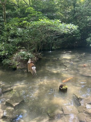 Momijidani Park by null