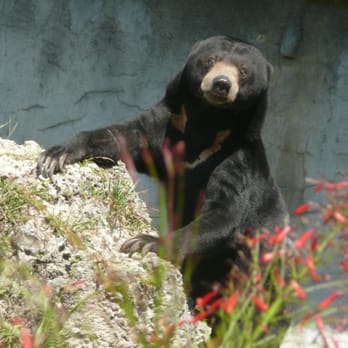 Zoo Miami - Chinese Sun Bear - Zoos Near Me - Miami, Florida Zoo Miami - Chinese Sun Bear - Zoos Near Me - Miami, Florida
