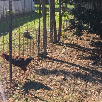 Becker Farms - Chickens! - Venues & Event Spaces Near Me - Gasport, New York Becker Farms - Chickens! - Venues & Event Spaces Near Me - Gasport, New York