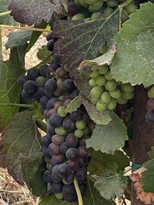 Biddle Ranch Vineyard by null