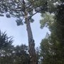 Photo of All Stars Tree Service