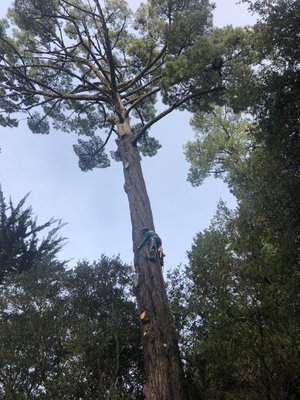 All Stars Tree Service on Yelp