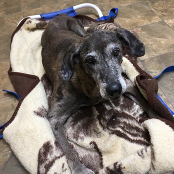 PetSmart - Pet Training Near Me - Spring, Texas PetSmart - Pet Training Near Me - Spring, Texas