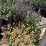 Photo of Glover Nursery