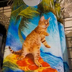 Ragstock - Kitty cat surfing on a pepperoni pizza