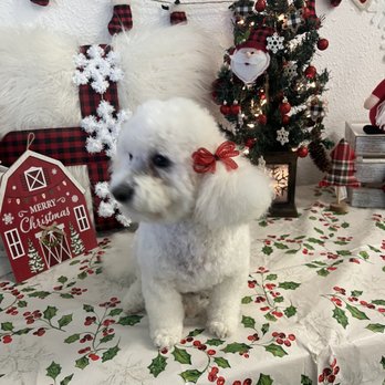 Cuties Dog Grooming - Pet Groomers Near Me - El Paso, Texas Cuties Dog Grooming - Pet Groomers Near Me - El Paso, Texas