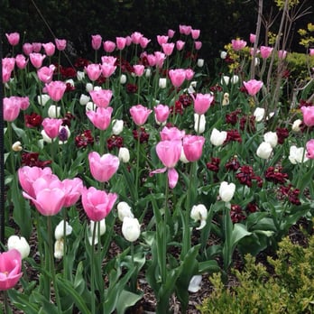 Brookside Gardens  - Tulips galore - Botanical Gardens Near Me - Wheaton, Maryland