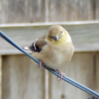 Wild Birds Unlimited - American Goldfinch - Bird Shops Near Me - Austin, Texas Wild Birds Unlimited - American Goldfinch - Bird Shops Near Me - Austin, Texas