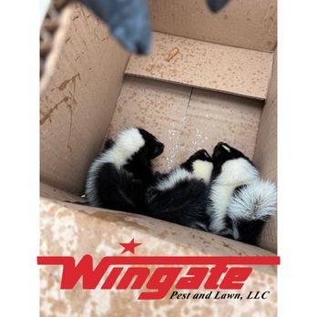 Wingate Pest and Lawn - Pest Control Near Me - Columbia, Missouri Wingate Pest and Lawn - Pest Control Near Me - Columbia, Missouri