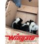 Photo of Wingate Pest and Lawn