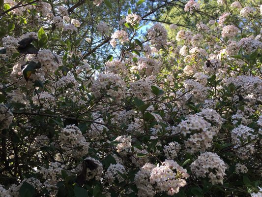 Hahn Horticulture Garden by null