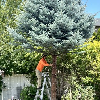 Tree City Arborist - Downing one of two spruces. - Tree Services Near Me