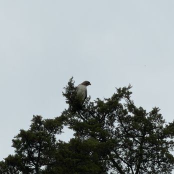 Pine Meadow Golf Club - Red tailed hawk - Golf Near Me - Mundelein, Illinois
