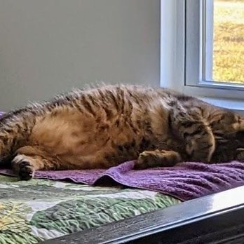 Kind Keeper Animal Rescue - Animal Shelters Near Me - North Myrtle Beach, South Carolina