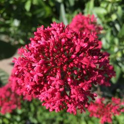 Lemuria Nursery - Centranthus in all it's glory