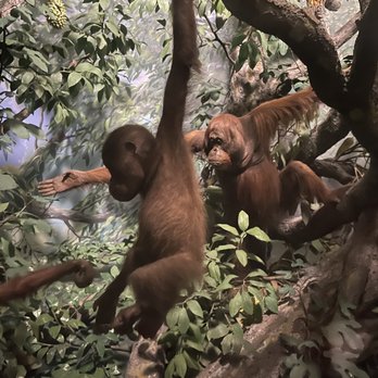 Field Museum - Monkeys - Museums Near Me - Chicago, Illinois Field Museum - Monkeys - Museums Near Me - Chicago, Illinois