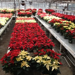 Jack's Greenhouse and Farm - Poinsettias, Christmas trees and wreaths in the winter!
