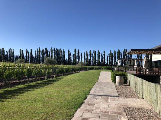 Casarena Bodega y Viñedos by null