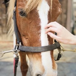 Ride On Therapeutic Horsemanship