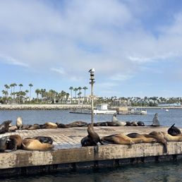 The sea lions!