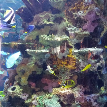 Rainforest Cafe - Gorgeous fish tank - American Near Me - Atlantic City, New Jersey Rainforest Cafe - Gorgeous fish tank - American Near Me - Atlantic City, New Jersey