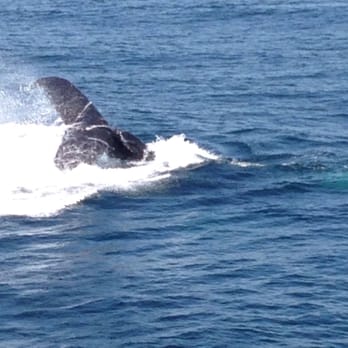 Whale Watch Dolphin Fleet - There she is - Whale Watching Tours Near Me - Provincetown, Massachusetts