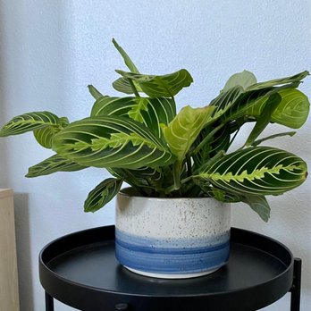 Plantiitas - Home Decor Near Me - Long Beach, California Plantiitas - Home Decor Near Me - Long Beach, California