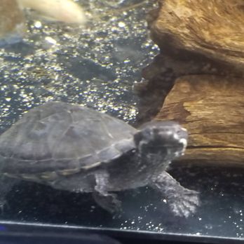 Reptile Island - undefined - Pet Stores Near Me - Stanton, California Reptile Island - undefined - Pet Stores Near Me - Stanton, California