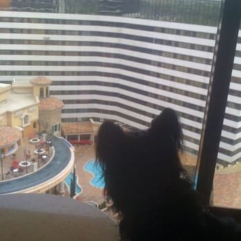 Peppermill Reno - Diva Dawg, my service animal, loved the floor to ceiling window and watching the pool area below us - Casinos Near Me - Reno, Nevada