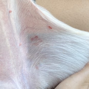 The Pampered Pet - They nipped and bruised my dog without telling me - Pet Groomers Near Me - Palm Desert, California The Pampered Pet - They nipped and bruised my dog without telling me - Pet Groomers Near Me - Palm Desert, California