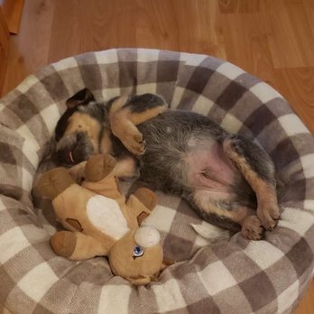 United For Animals Rescue - Sigfried, adopted from UFAR - Animal Shelters Near Me - Margate, Florida