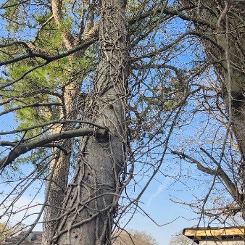 Baum Enterprises - Large fallen and broken limbs cut and removed in a day. - Tree Services Near Me Baum Enterprises - Large fallen and broken limbs cut and removed in a day. - Tree Services Near Me