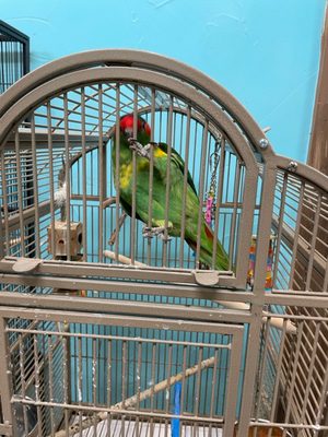 Preuss Pets by null