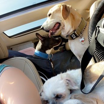 VCA Brickell Animal Hospital - My best friends feeling great thanks to VCA BRICKELL - Veterinarians Near Me - Miami, Florida VCA Brickell Animal Hospital - My best friends feeling great thanks to VCA BRICKELL - Veterinarians Near Me - Miami, Florida