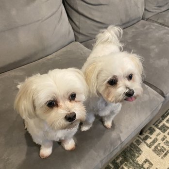 Happy Pawz - Pet Training Near Me - Overland Park, Kansas