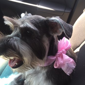 Pet Spaw - Mollys new cut.. she is loving it :) - Pet Groomers Near Me - Glendora, California Pet Spaw - Mollys new cut.. she is loving it :) - Pet Groomers Near Me - Glendora, California
