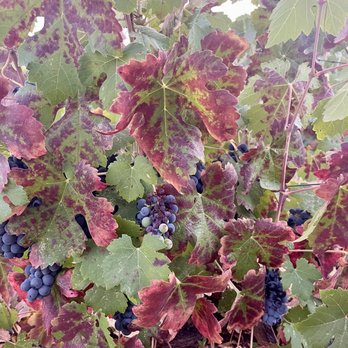 Duncan Peak Vineyards - September 20, 2024. Fall colors of Petite Sirah. - Wineries Near Me - Hopland, California Duncan Peak Vineyards - September 20, 2024. Fall colors of Petite Sirah. - Wineries Near Me - Hopland, California