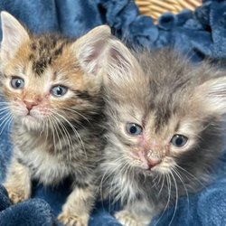 Feral Cat Program of Georgia