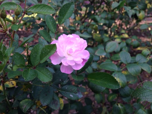 Kyoto Botanical Gardens by null