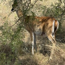 Possum Kingdom State Park - One of many deer we saw