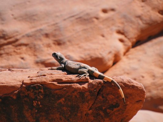 Valley of Fire State Park by null