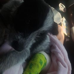 Sugar Factory Veterinary Clinic - Dottie with her rear leg splint & still a little groggie from her procedure.