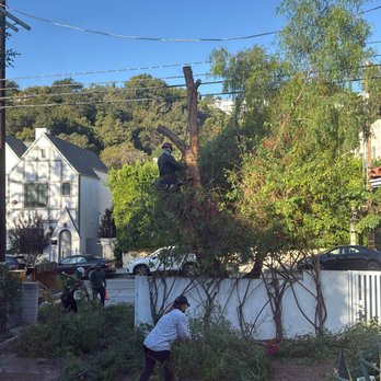 Affordable Tree Care - Tree Services Near Me Affordable Tree Care - Tree Services Near Me