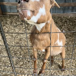Sunny Oaks Farm - Friendly female goat, also a little bit of a bully to the others (oops)