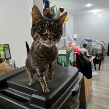 Happy Tails Travel - Kitty 3 - Travel Services Near Me Happy Tails Travel - Kitty 3 - Travel Services Near Me