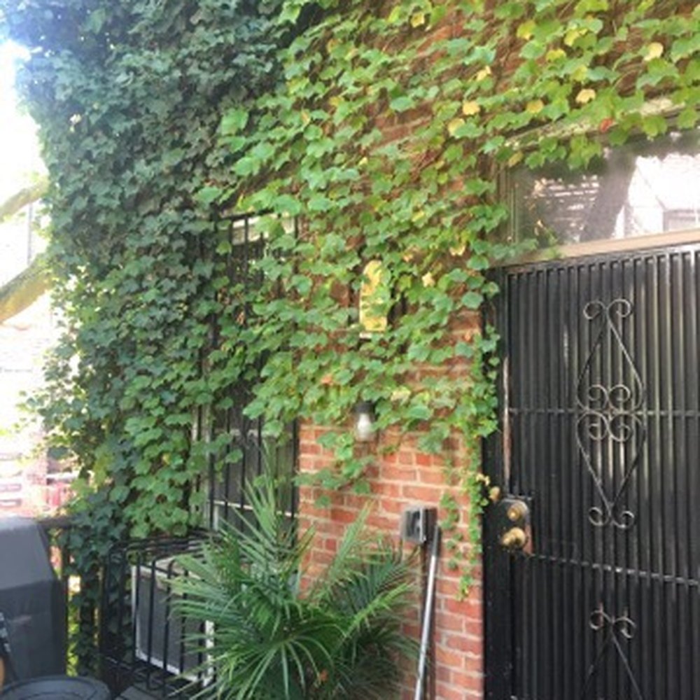 Bed-Stuy Garden Guy - Tree Services Near Me