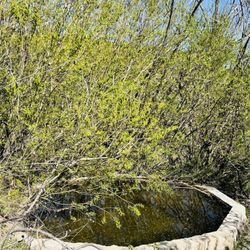 Mario DeCampos Trail - Koi pond- no Koi