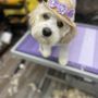 Photo of Sunshine Pet Grooming